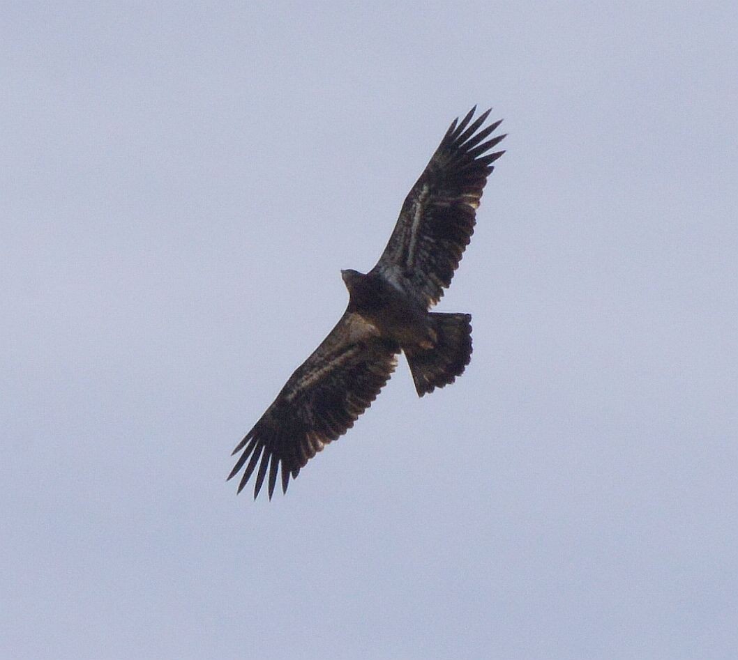 Bald Eagle - ML645795136