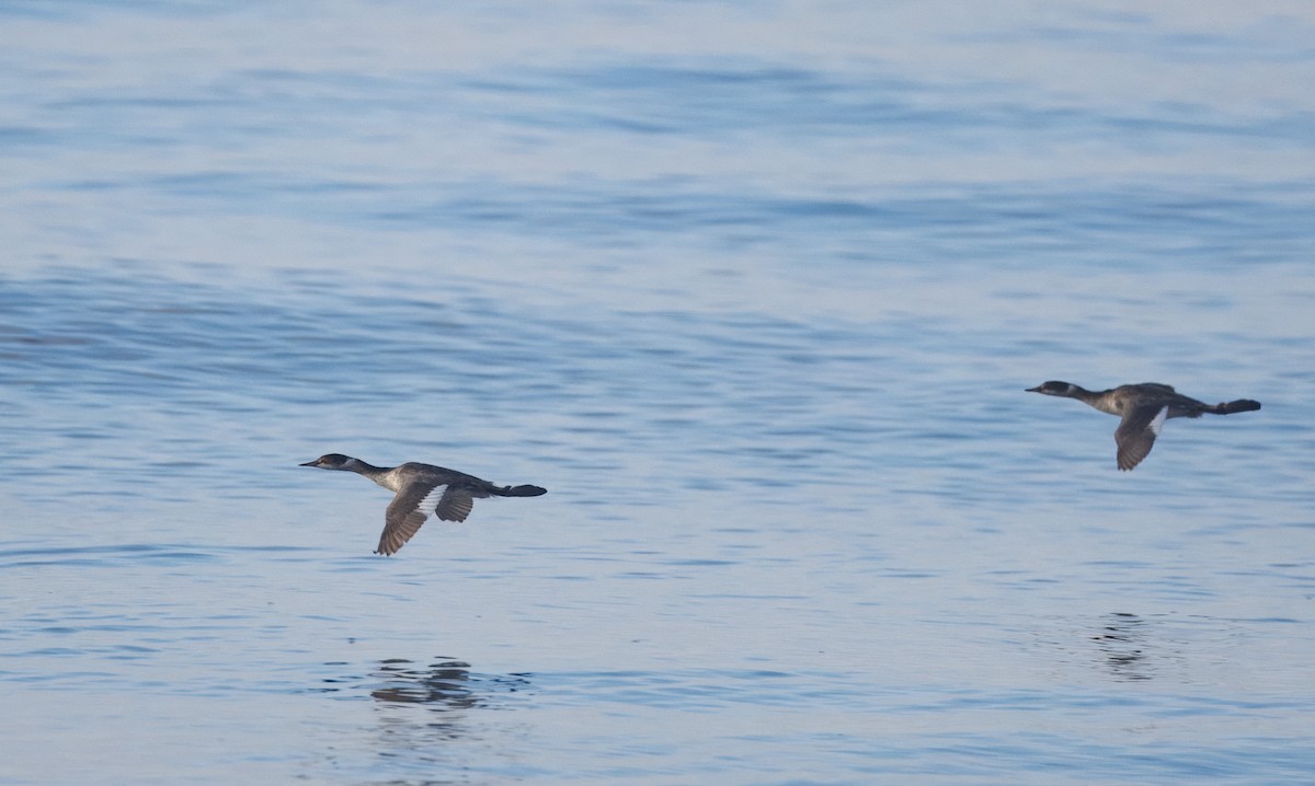 Eared Grebe - ML645795140