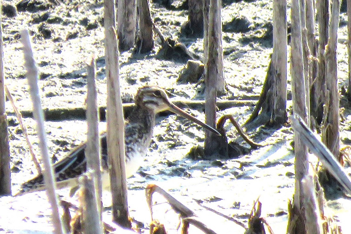 Wilson's Snipe - ML645795143