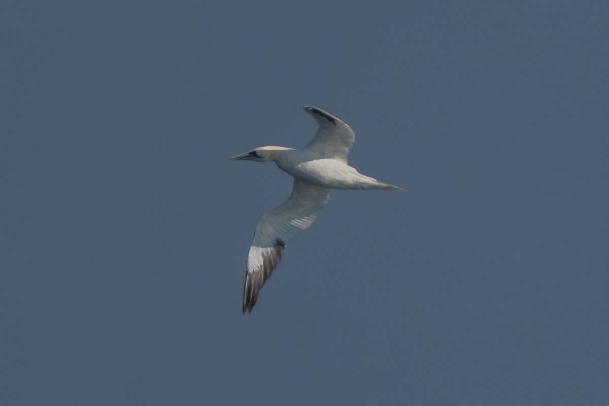 Northern Gannet - ML645795149