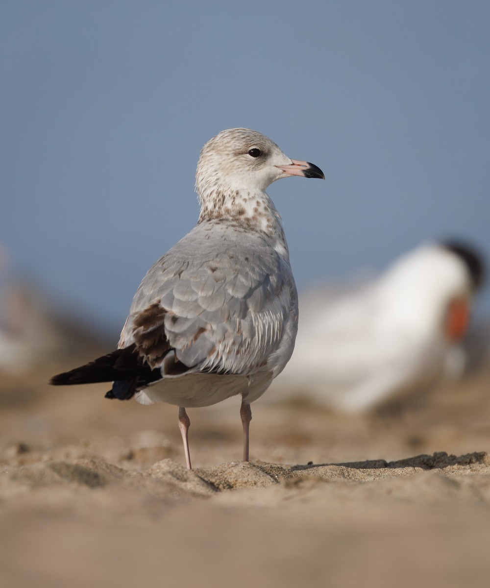 Ring-billed Gull - ML645795155