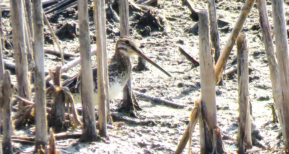 Wilson's Snipe - ML645795160