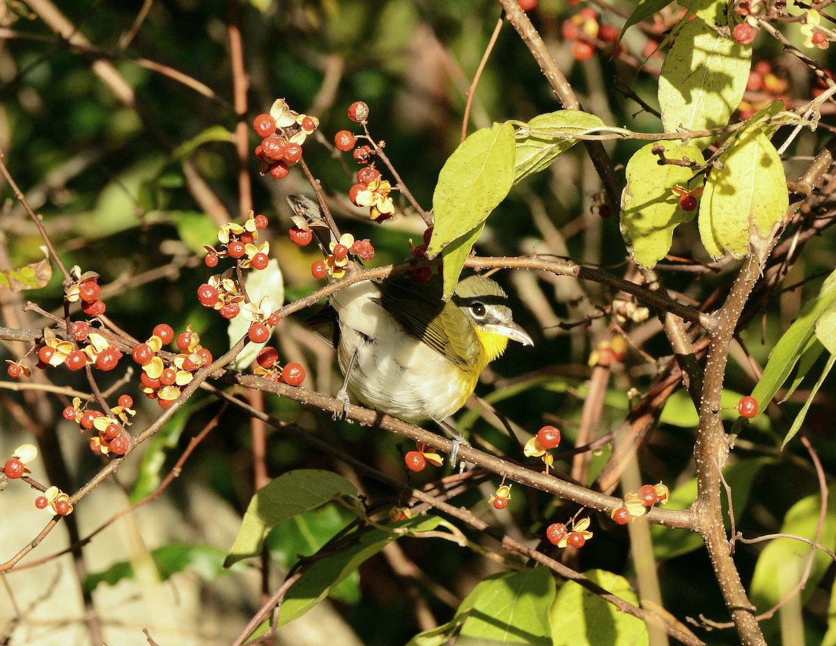 Yellow-breasted Chat - ML645795161