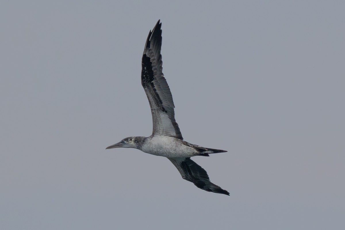 Northern Gannet - ML645795162