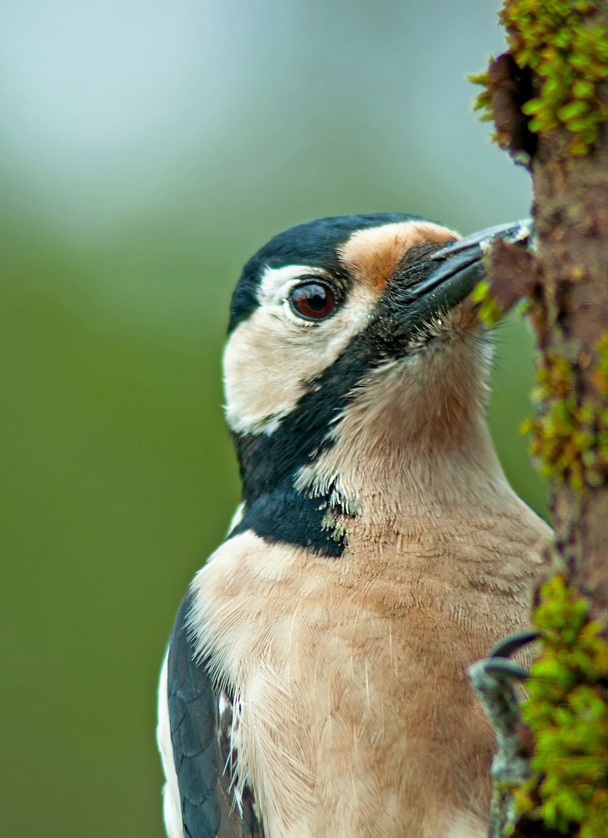 Great Spotted Woodpecker - ML645795164