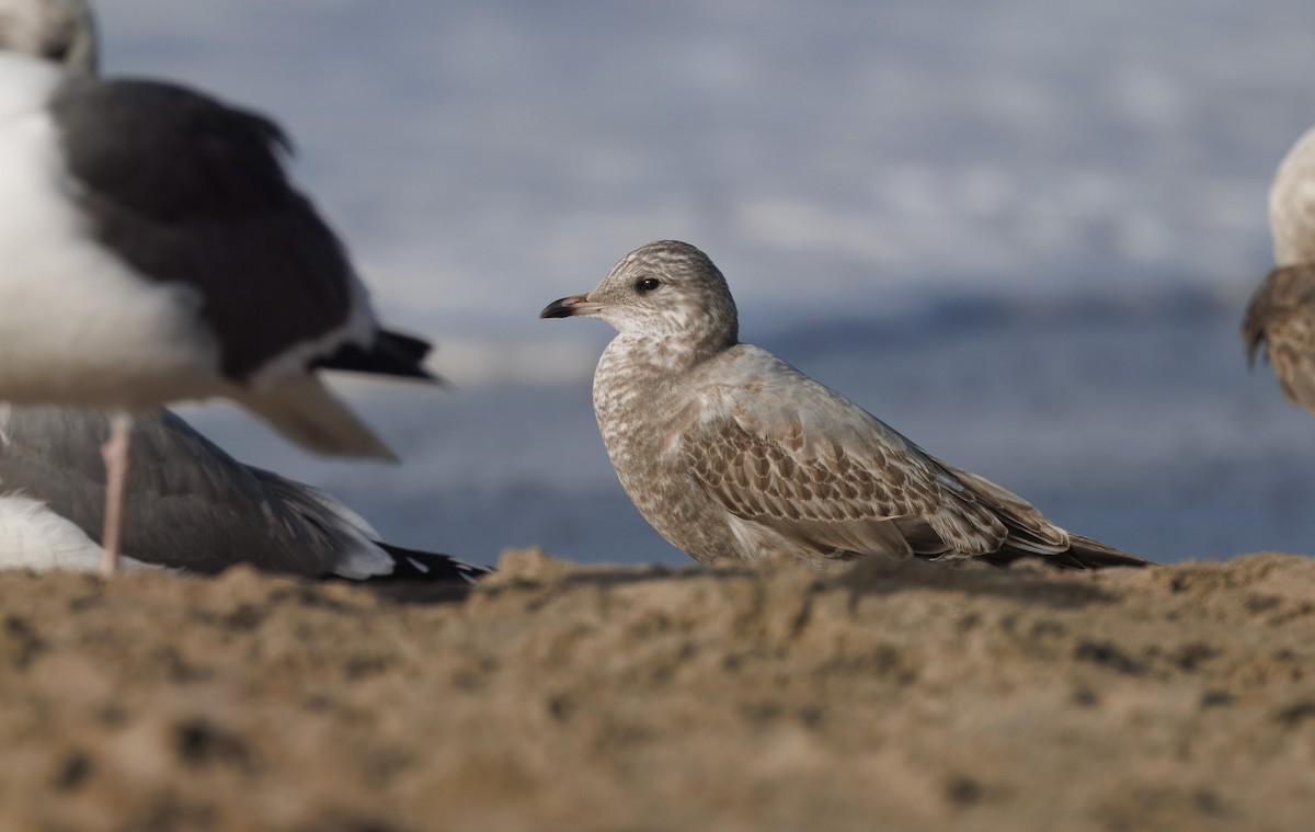 Short-billed Gull - ML645795165