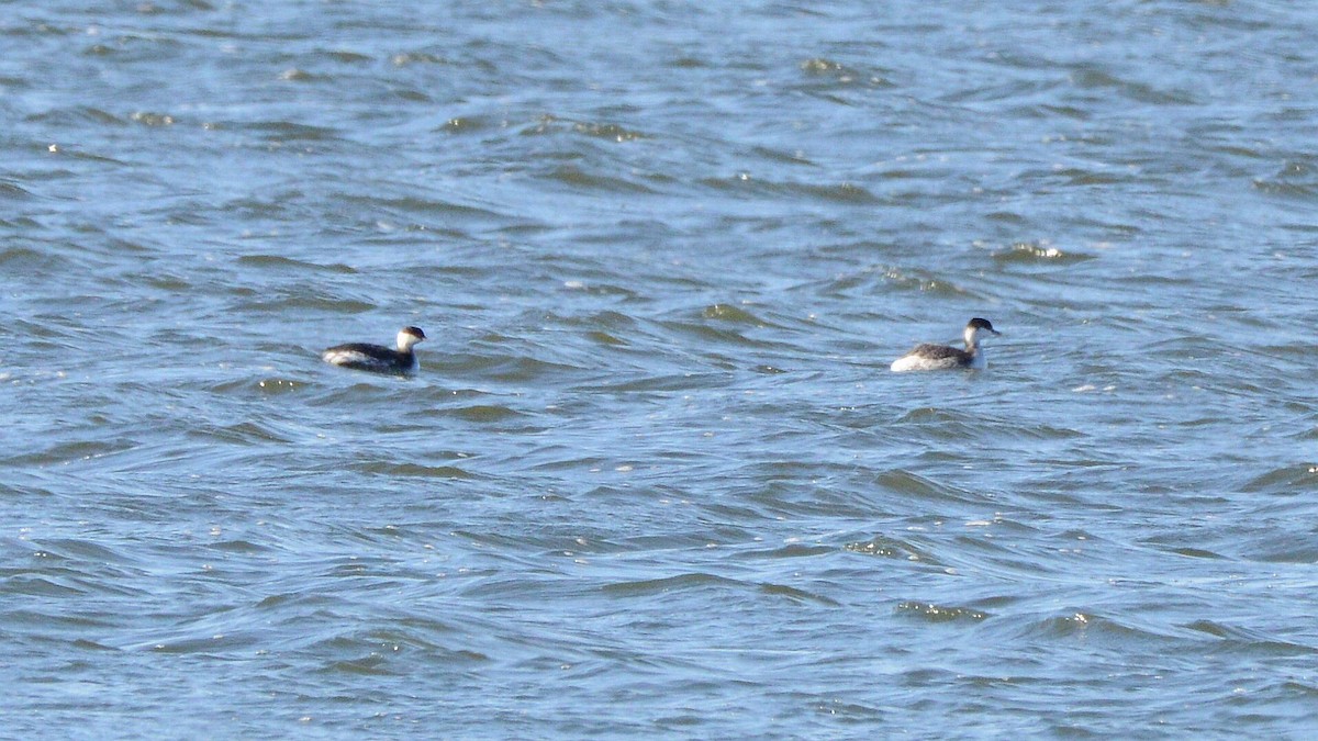 Horned Grebe - ML645795167