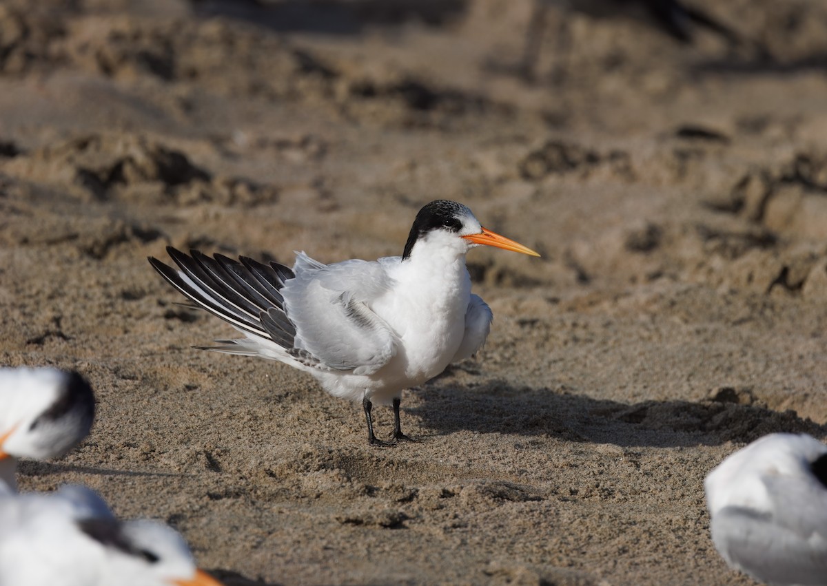 Elegant Tern - ML645795173