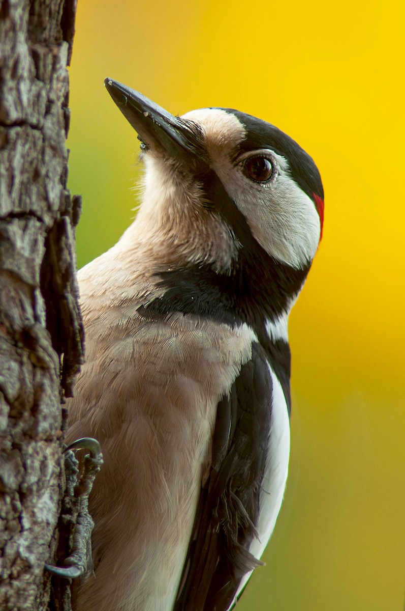 Great Spotted Woodpecker - ML645795174