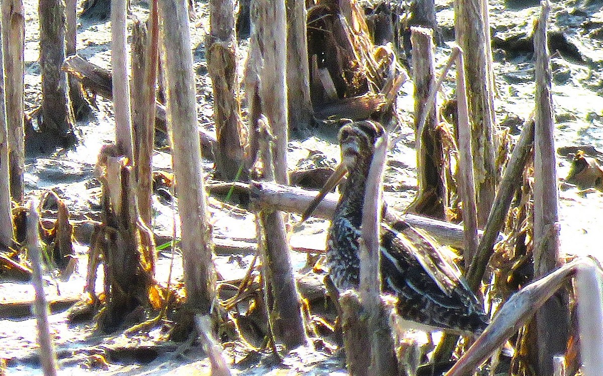 Wilson's Snipe - ML645795176