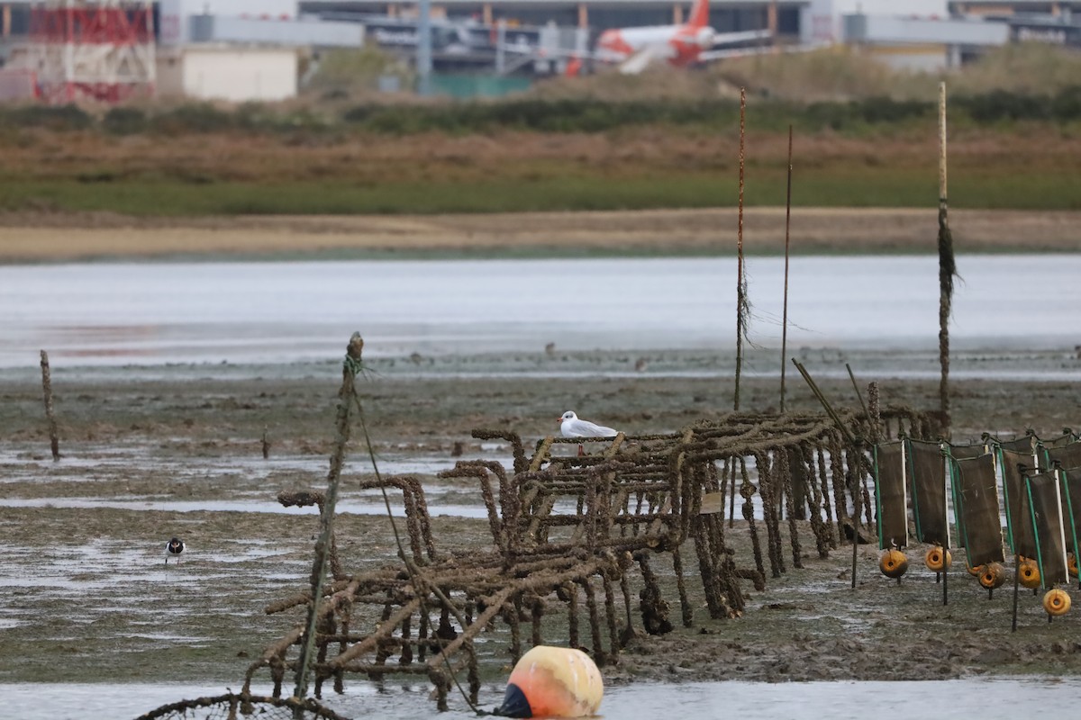 Mediterranean Gull - ML645795178