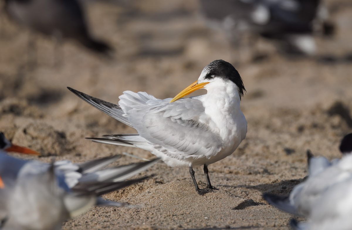 Elegant Tern - ML645795181