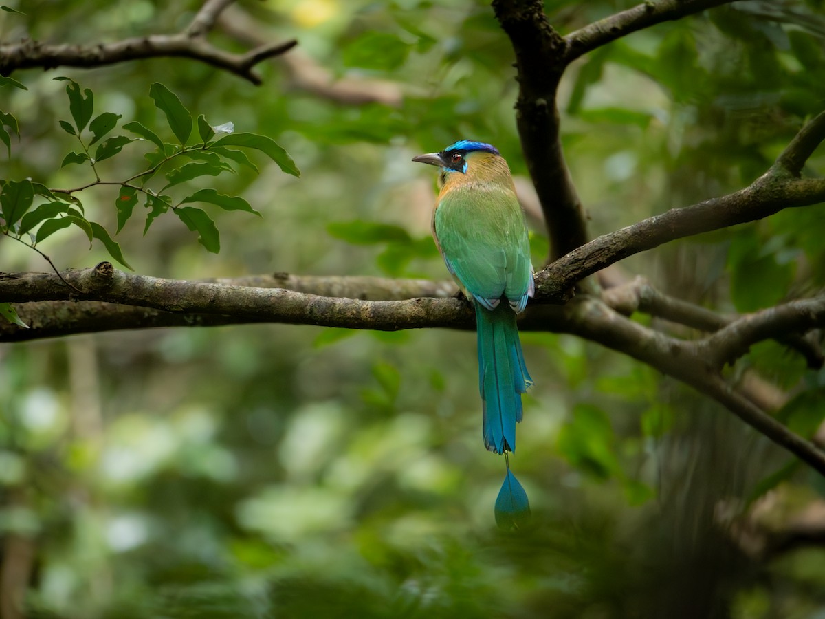 Lesson Motmotu - ML645795182