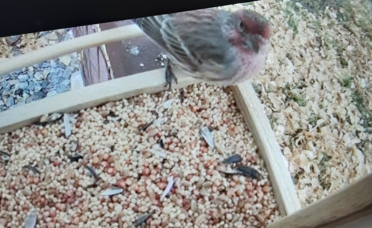 House Finch - ML645795185