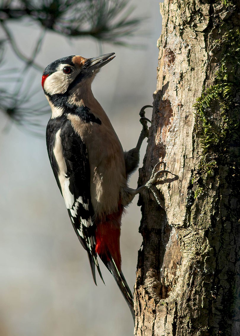 Great Spotted Woodpecker - ML645795191
