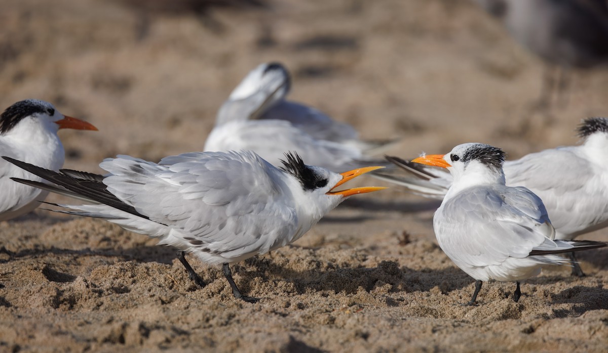 Royal Tern - ML645795197