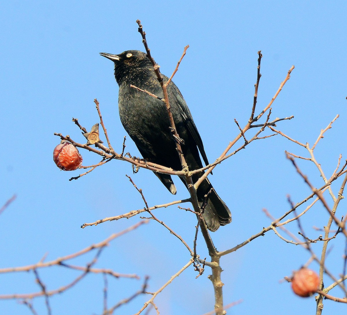 Rusty Blackbird - ML645795200