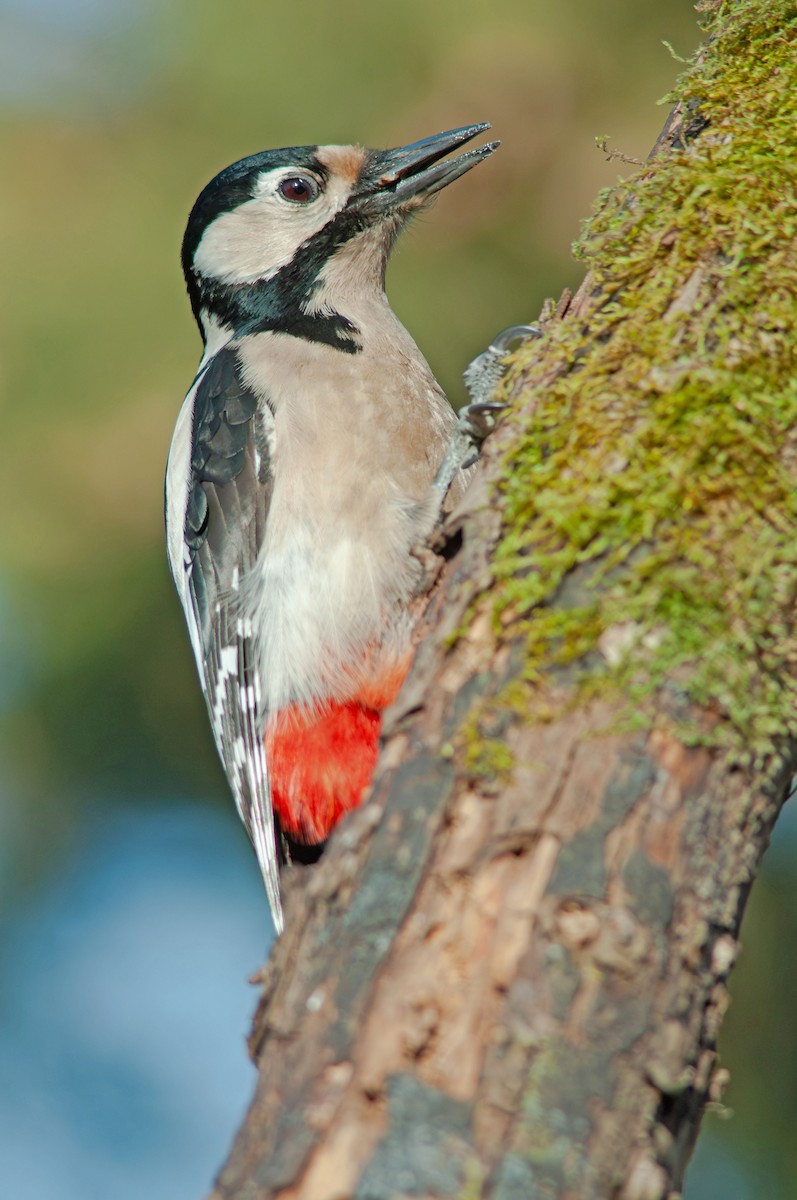 Great Spotted Woodpecker - ML645795205