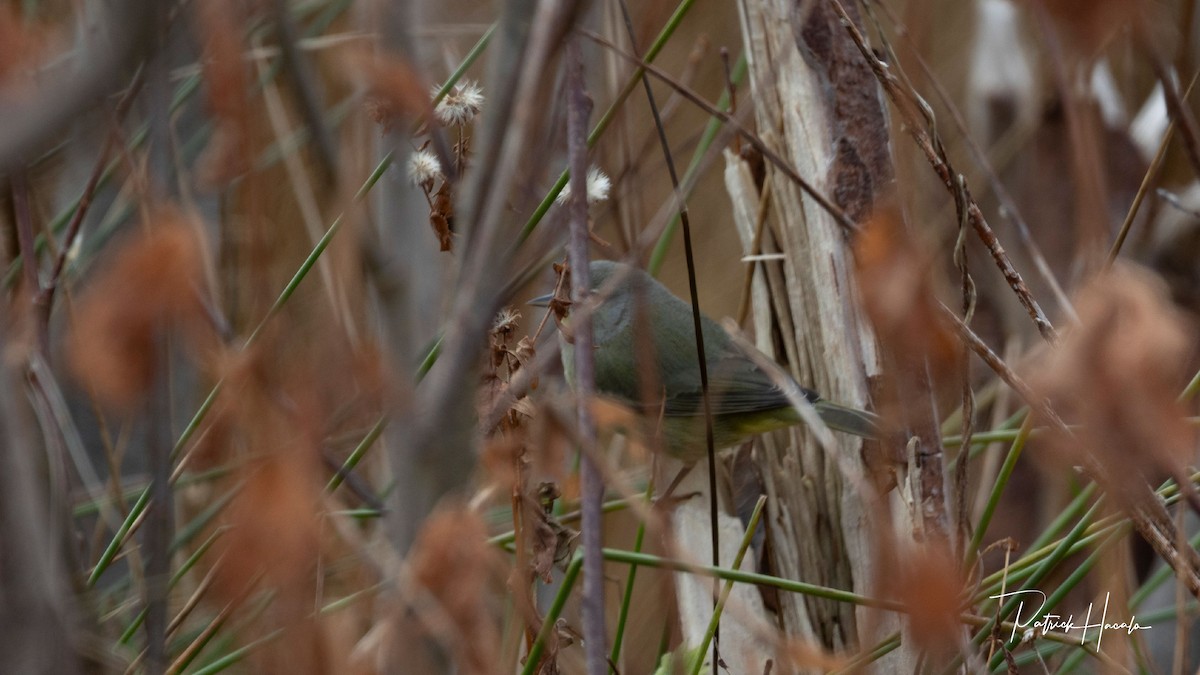 Orange-crowned Warbler - ML645795207