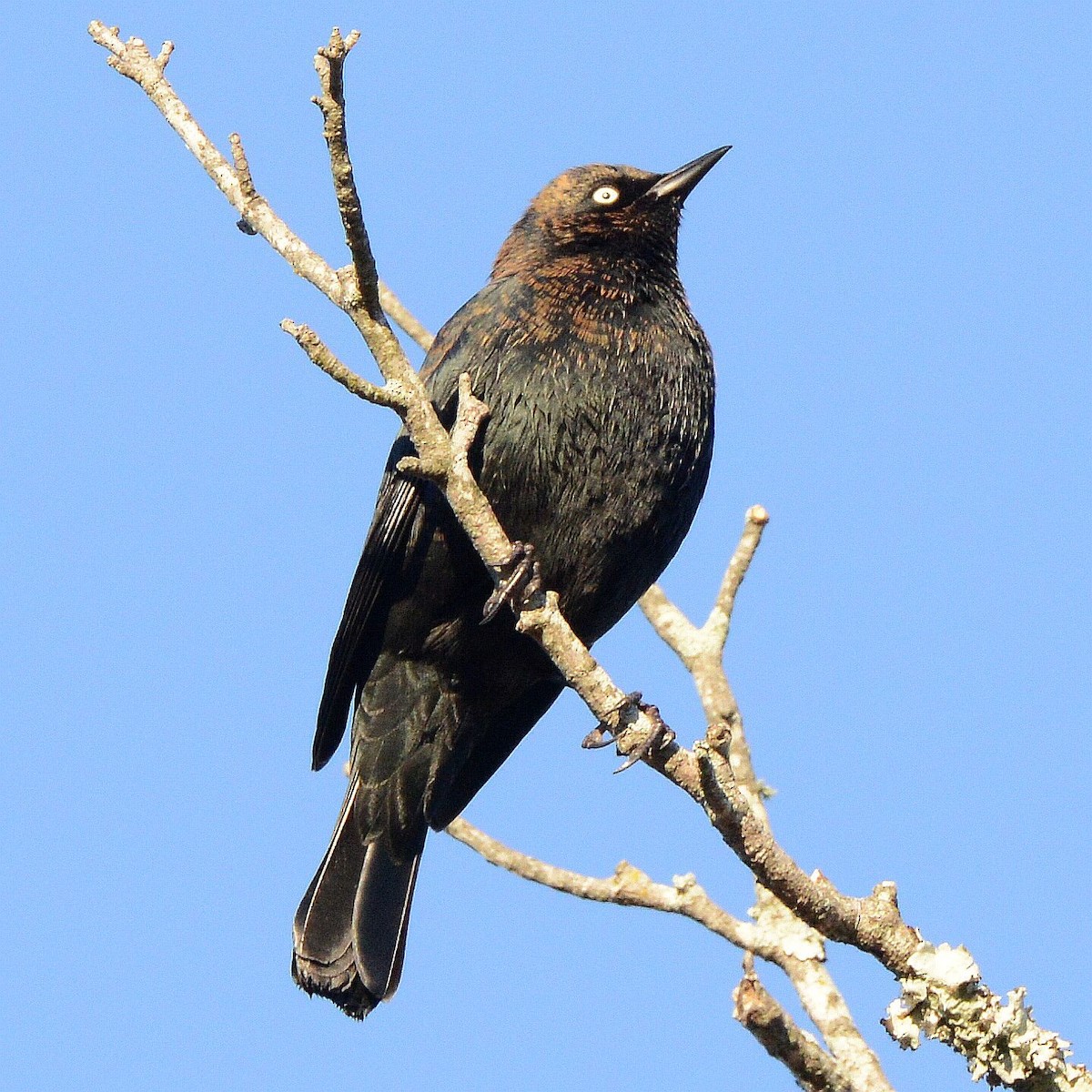 Rusty Blackbird - ML645795210