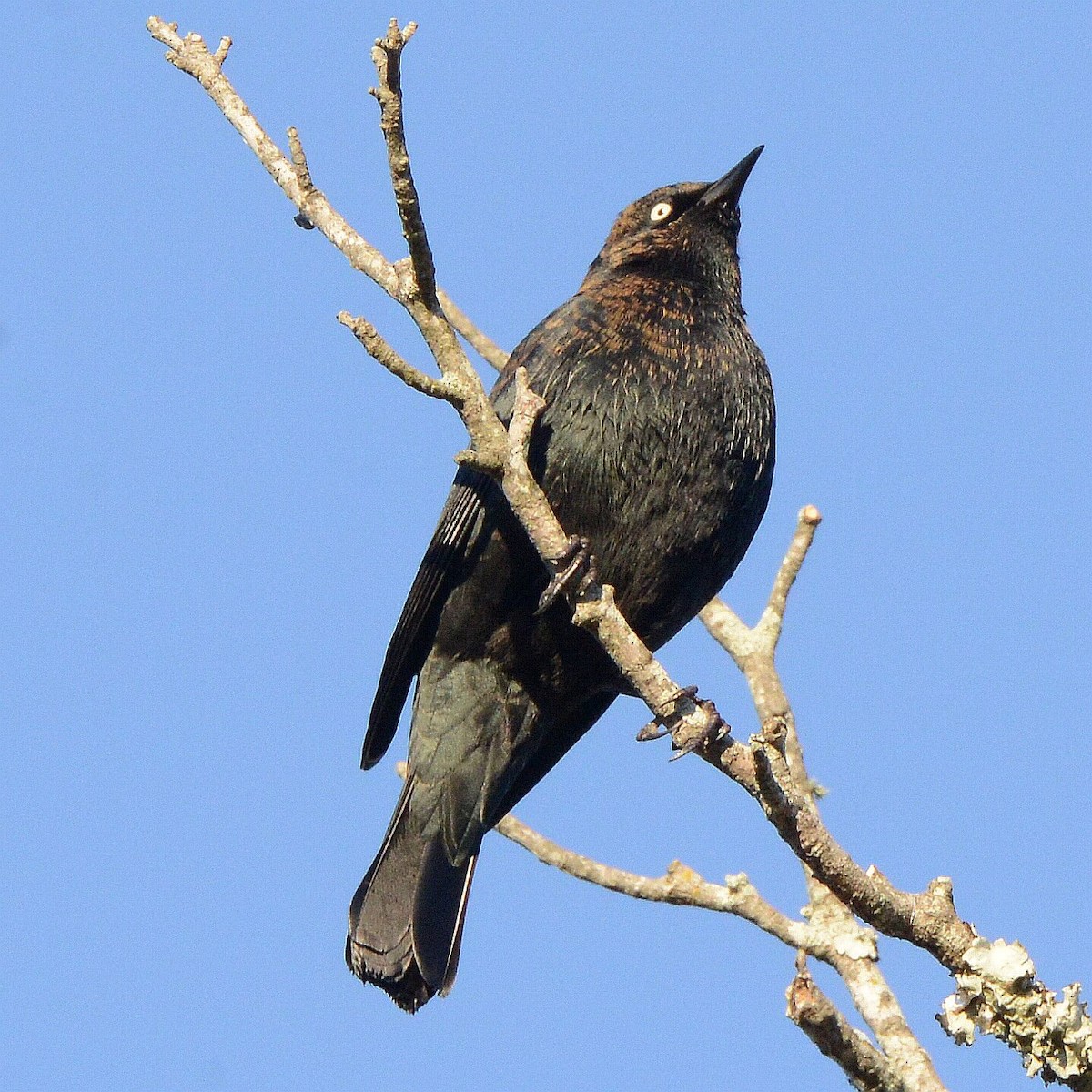 Rusty Blackbird - ML645795211