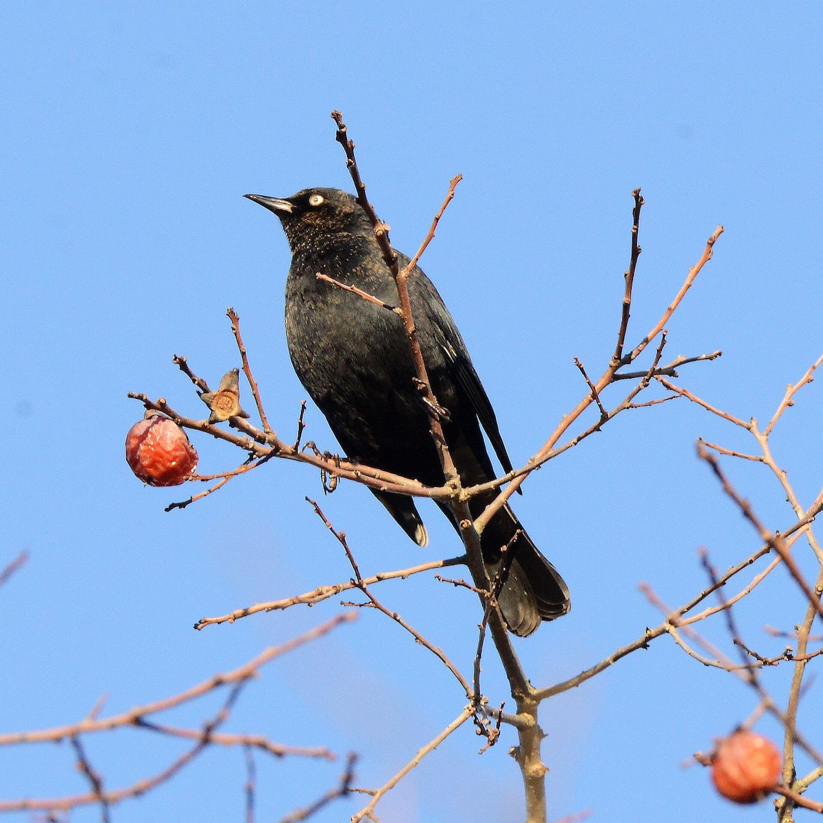 Rusty Blackbird - ML645795212
