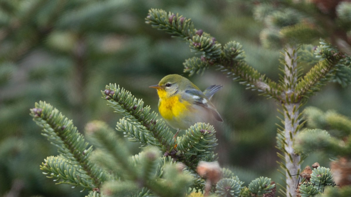 Northern Parula - ML645795215
