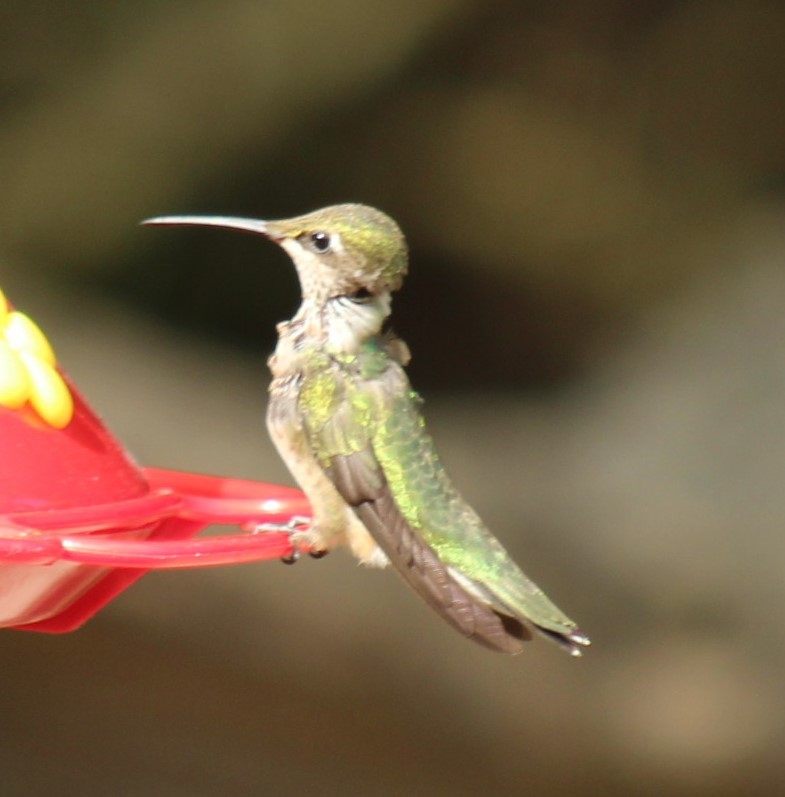 Ruby-throated Hummingbird - ML645795224