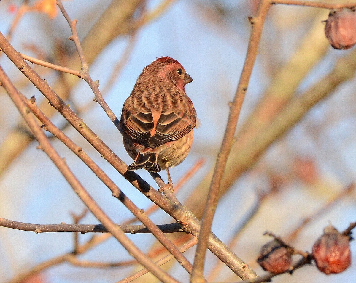 Purple Finch - ML645795225