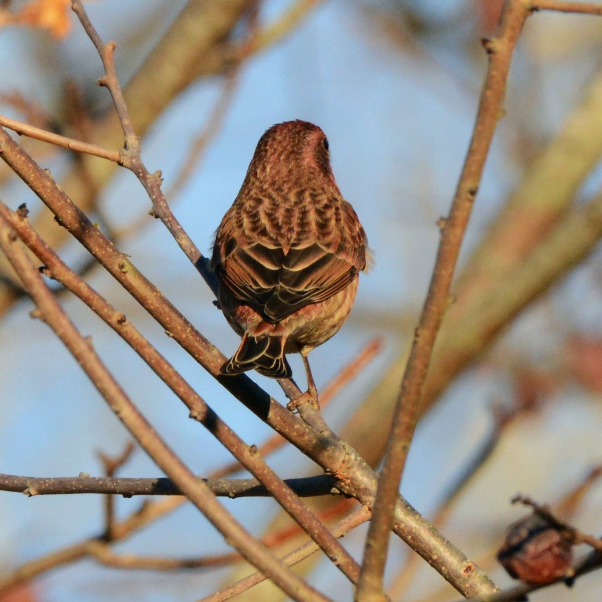 Purple Finch - ML645795226