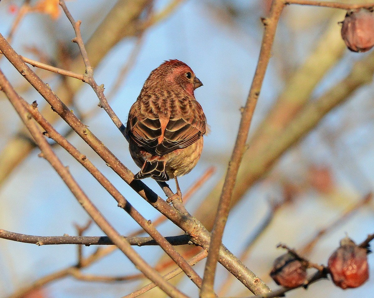 Purple Finch - ML645795227