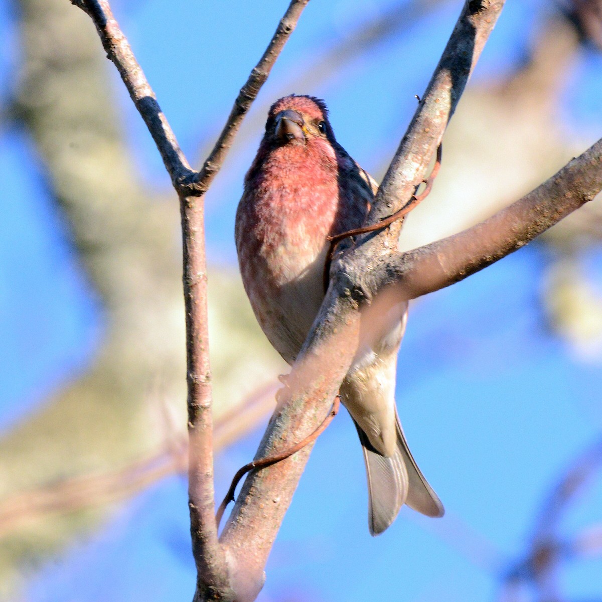 Purple Finch - ML645795234