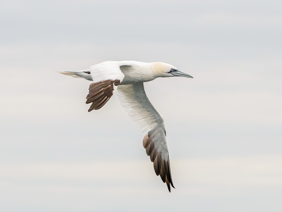 Northern Gannet - ML645795241