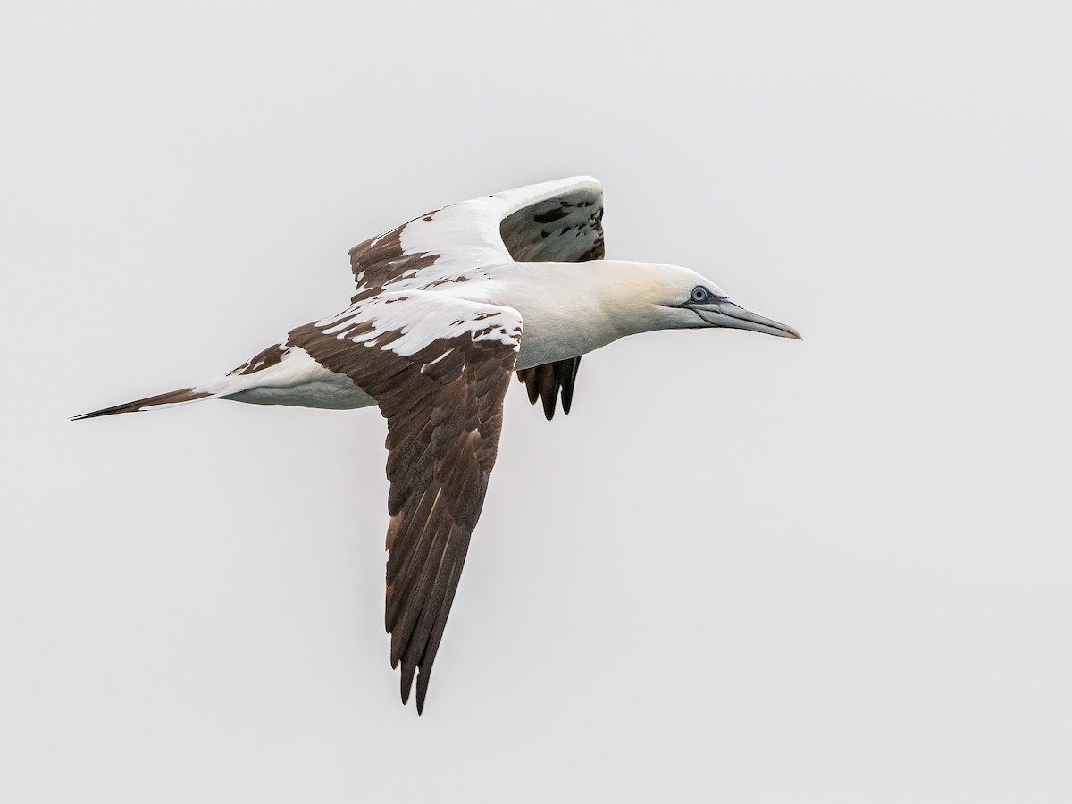 Northern Gannet - ML645795244