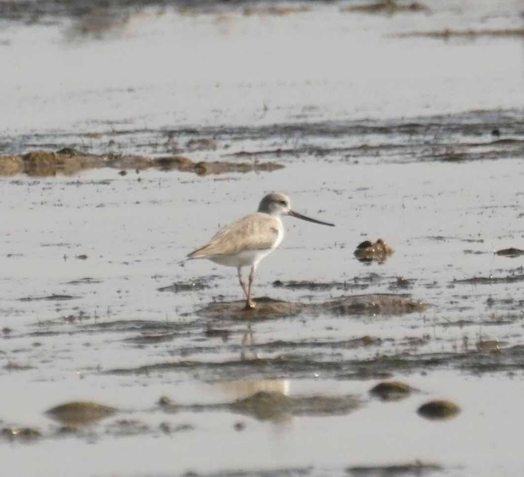 ביצנית אפורה - ML645795247