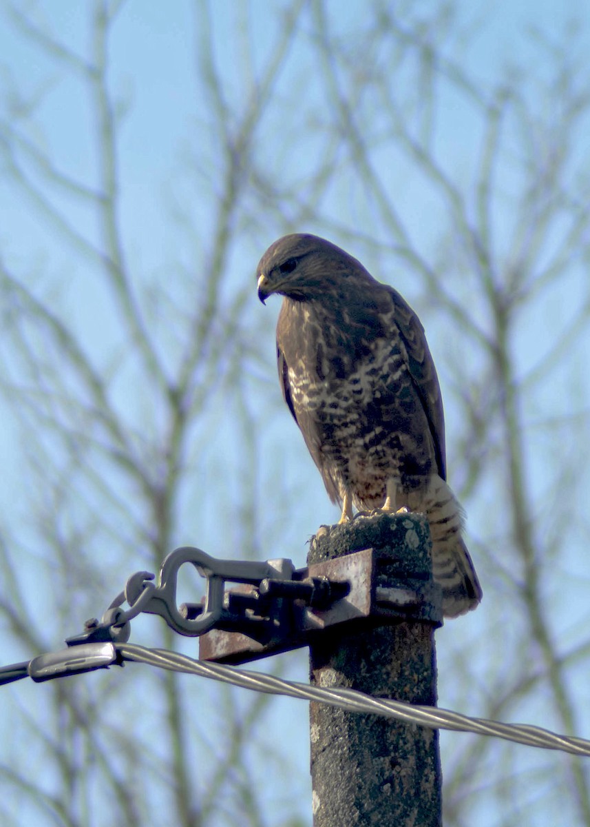 Common Buzzard - ML645795252