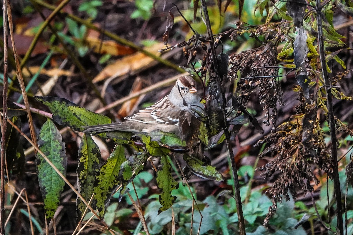 White-crowned Sparrow - ML645795268