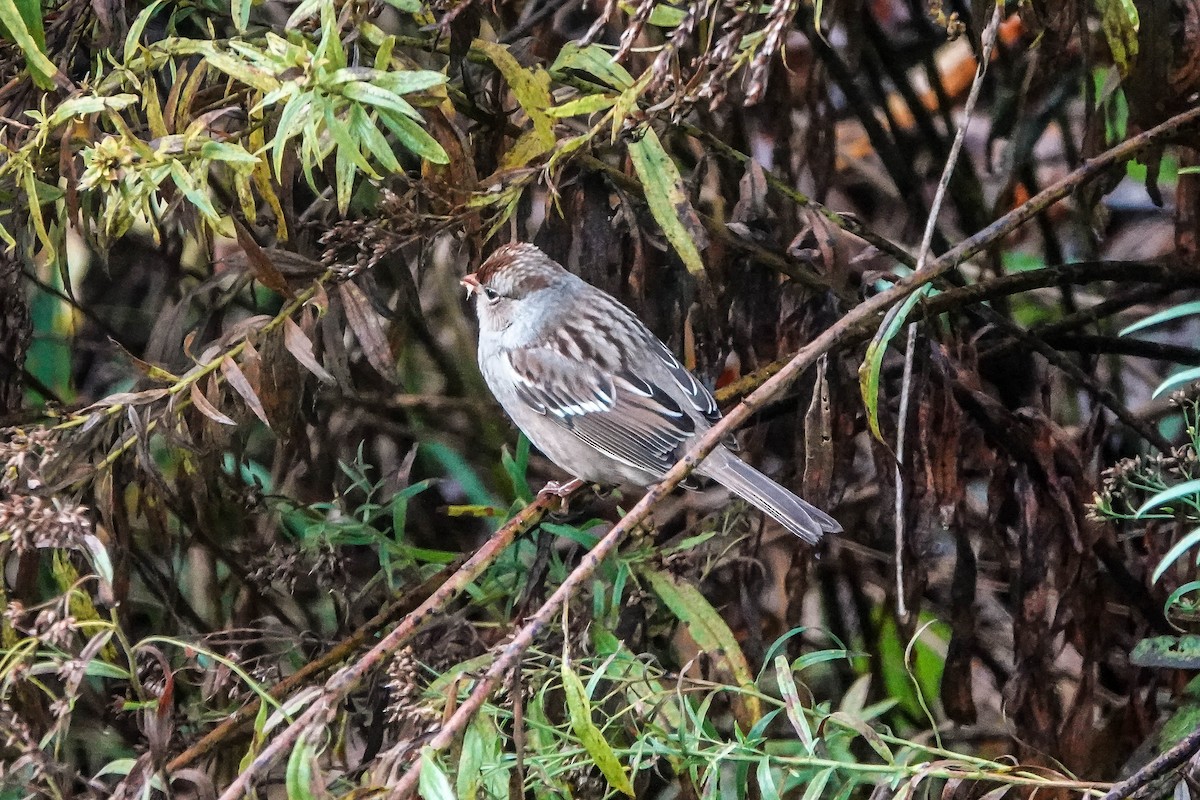 White-crowned Sparrow - ML645795269