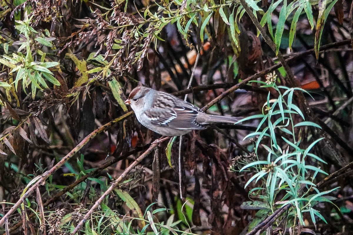 White-crowned Sparrow - ML645795270