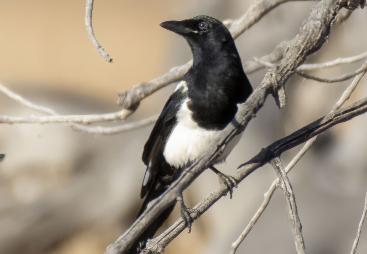 straka americká - ML645795272