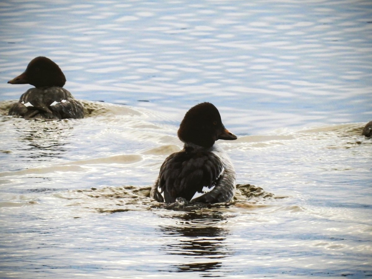 Common Goldeneye - ML645795285