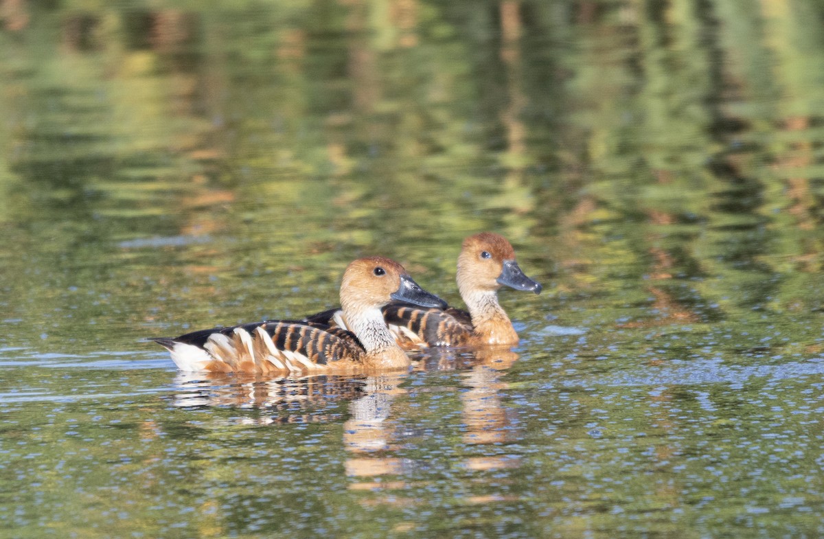 Fulvous Whistling-Duck - ML645795287