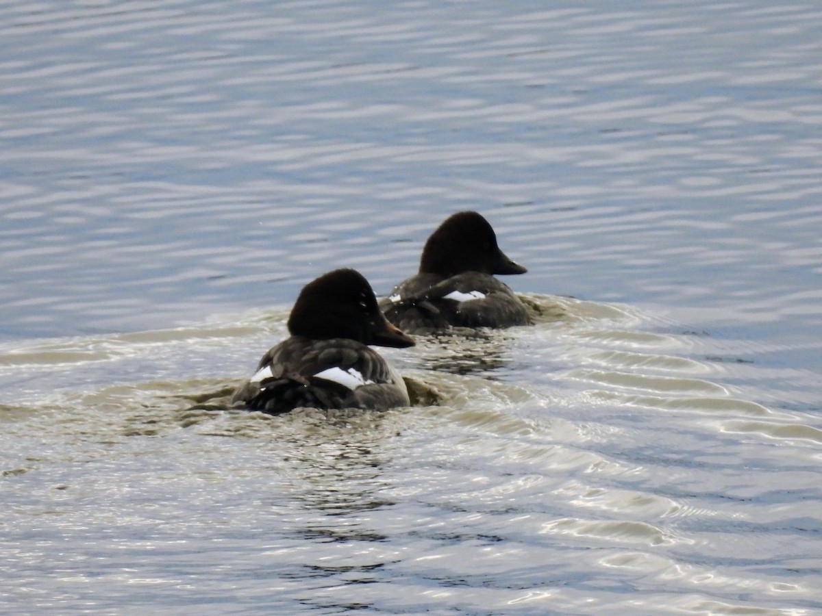 Common Goldeneye - ML645795293
