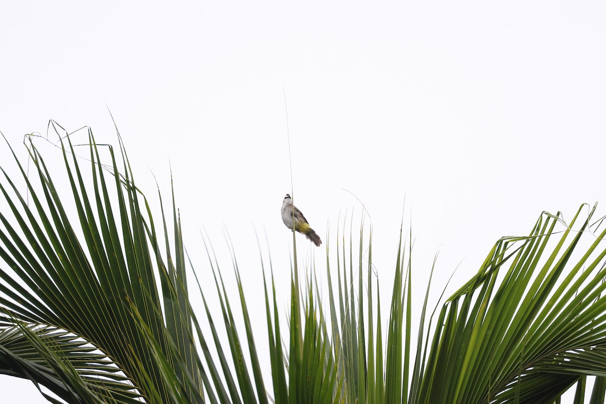 Yellow-vented Bulbul - ML645795297