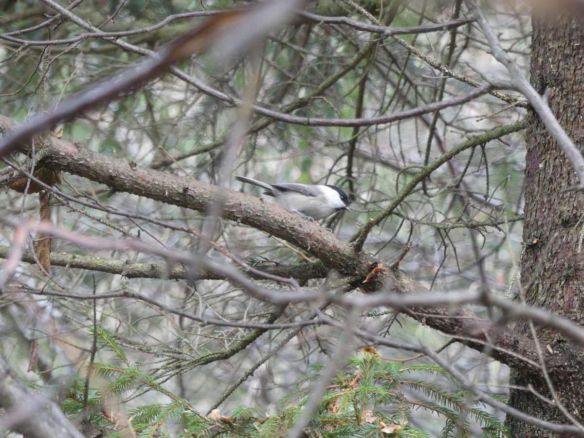 Пухляк - ML645795298