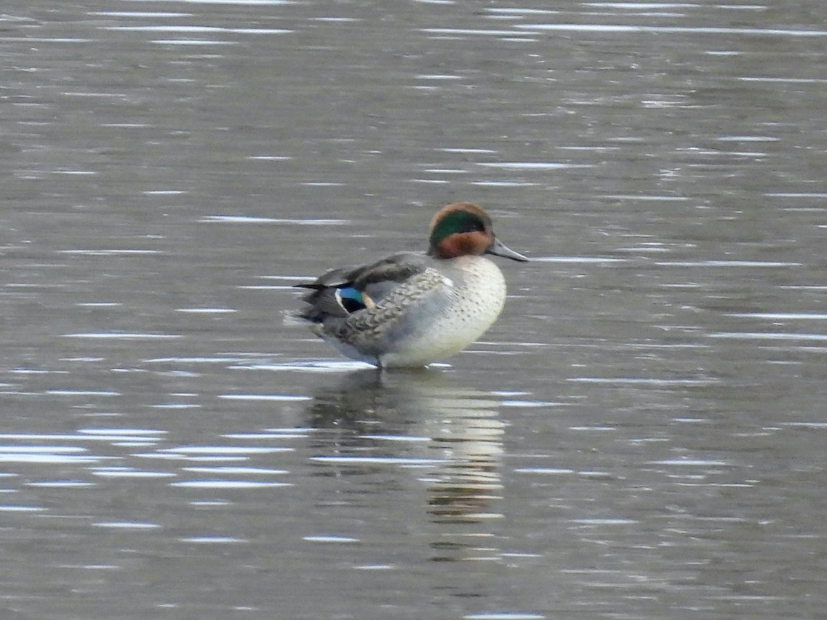 Green-winged Teal - ML645795299