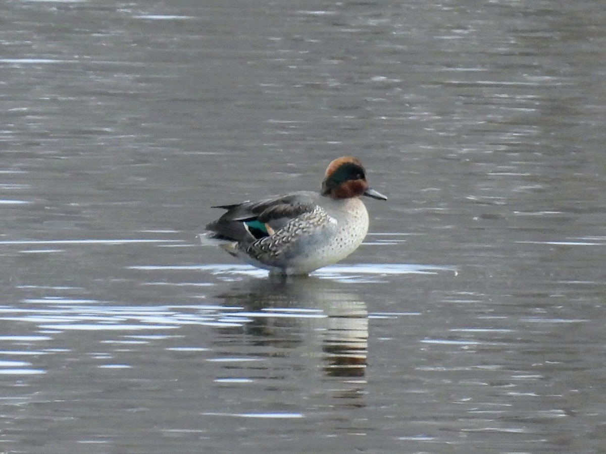 Green-winged Teal - ML645795300