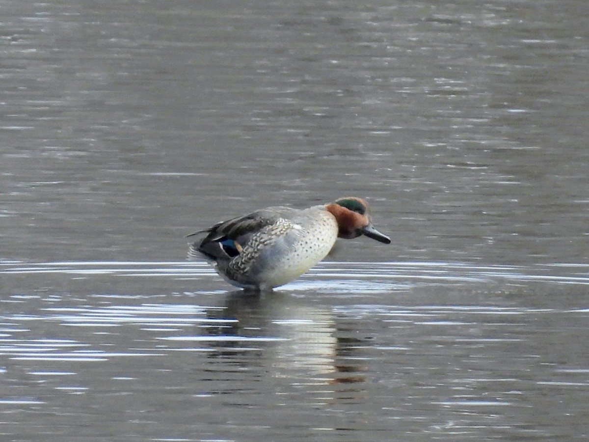 Green-winged Teal - ML645795301