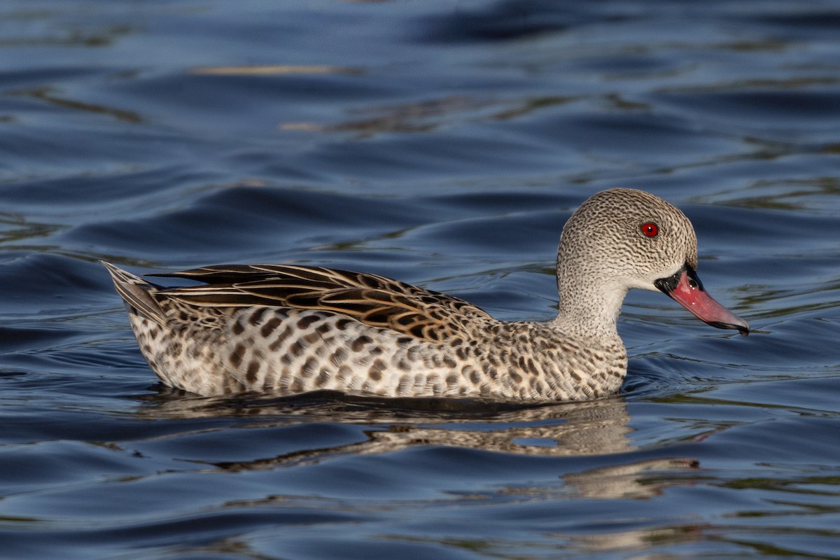 Cape Teal - ML645795302