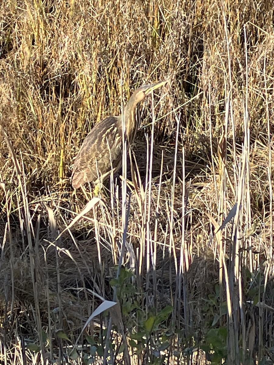 American Bittern - ML645795305